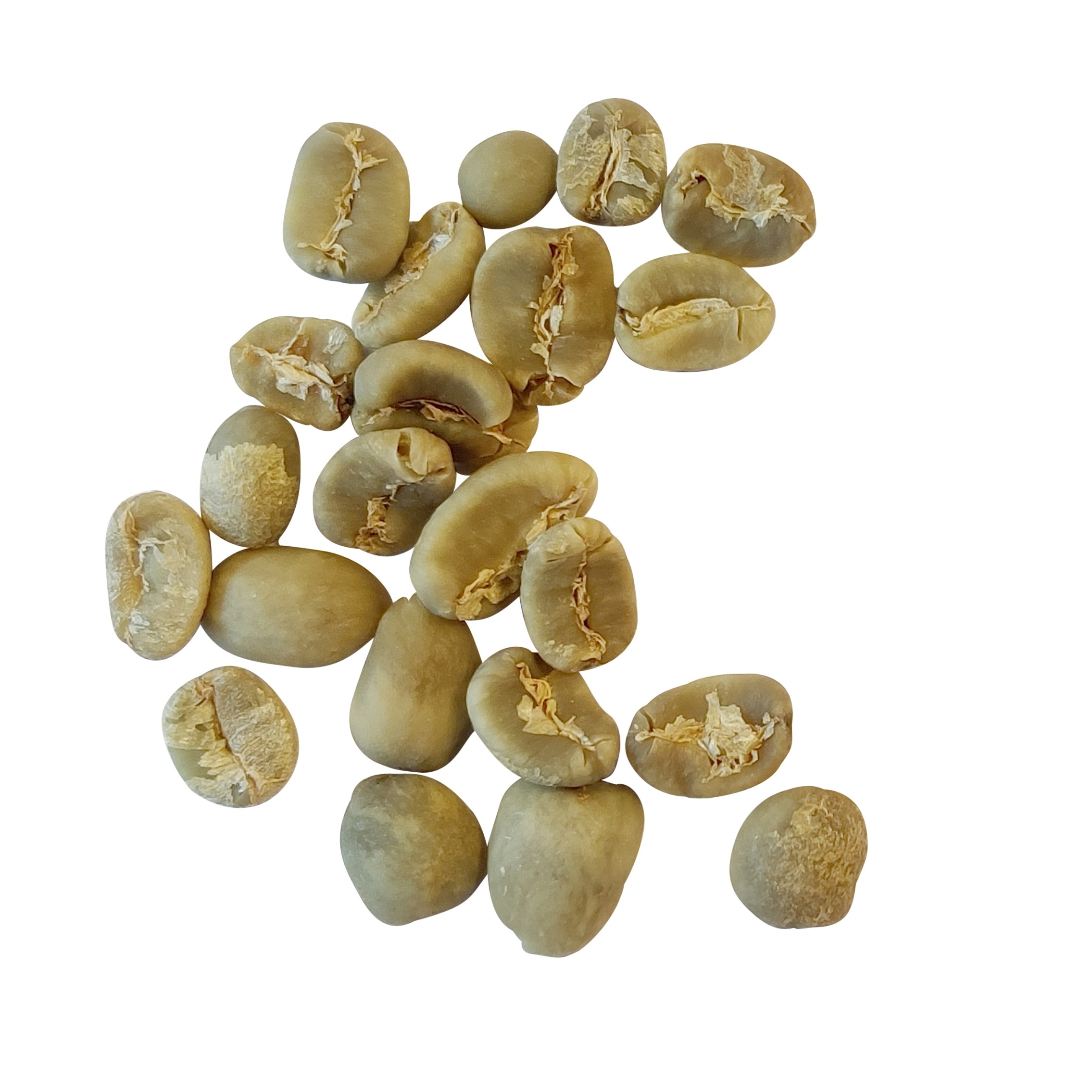 indonesiensumatramandhelinggrade1scr1819rbnner-21